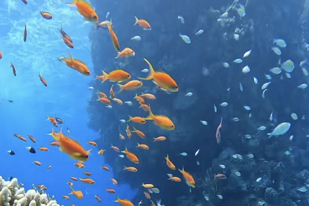 ���Ϊ��˾ȡ����