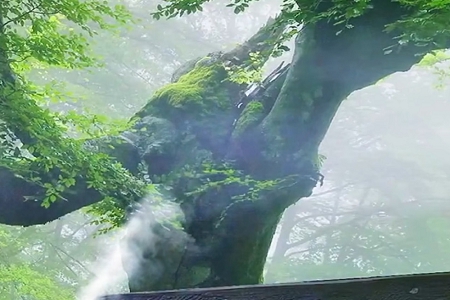 给公司去个名字