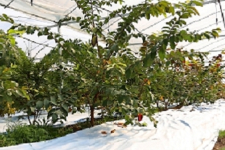 �������̾Ƶ�����ȡ����ȫ��